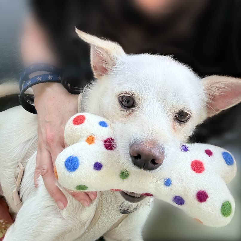 Eco Wool Dog Bones/Toys - Polka Dot • Tie-Dyed (Fair Trade)