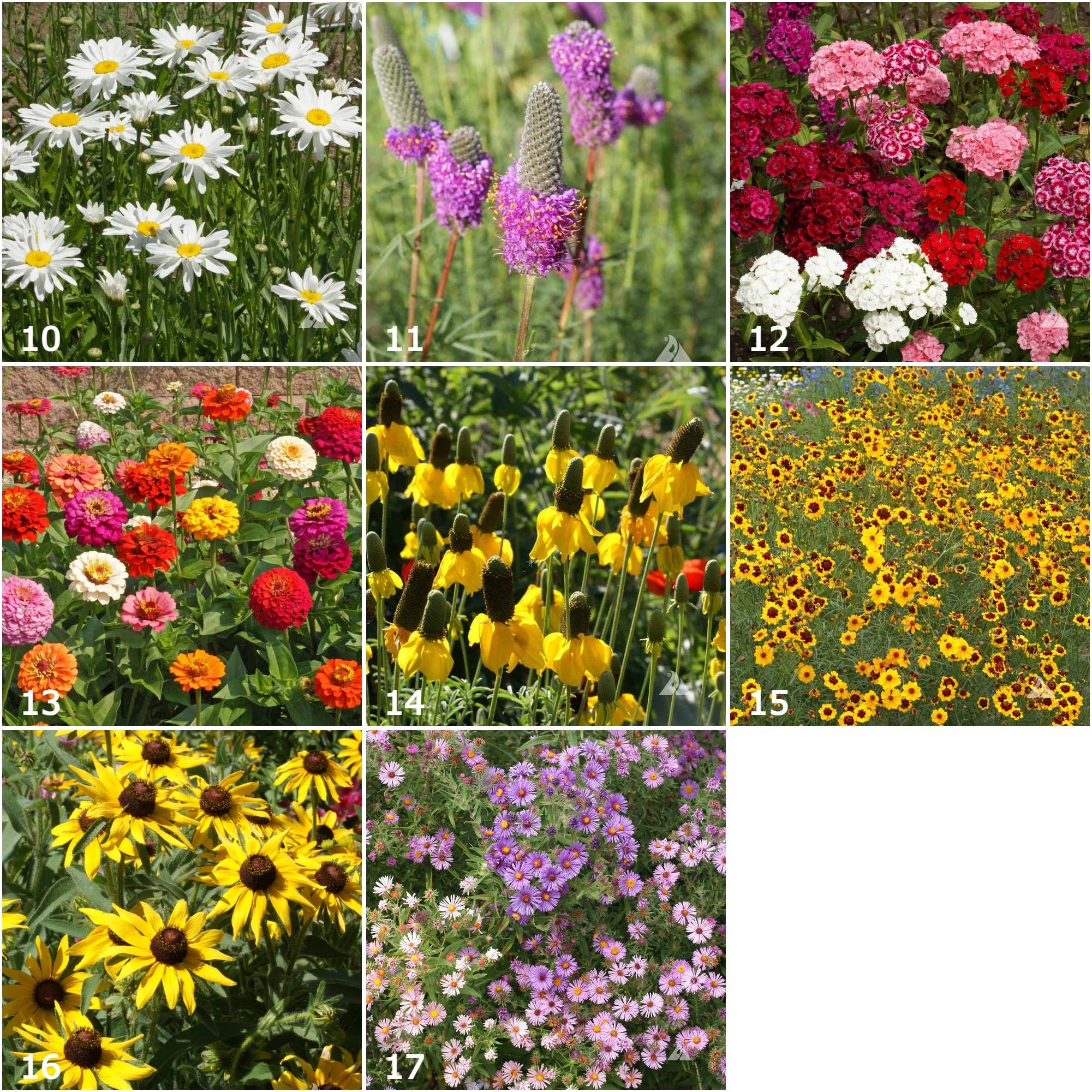 Bird Habitat Garden