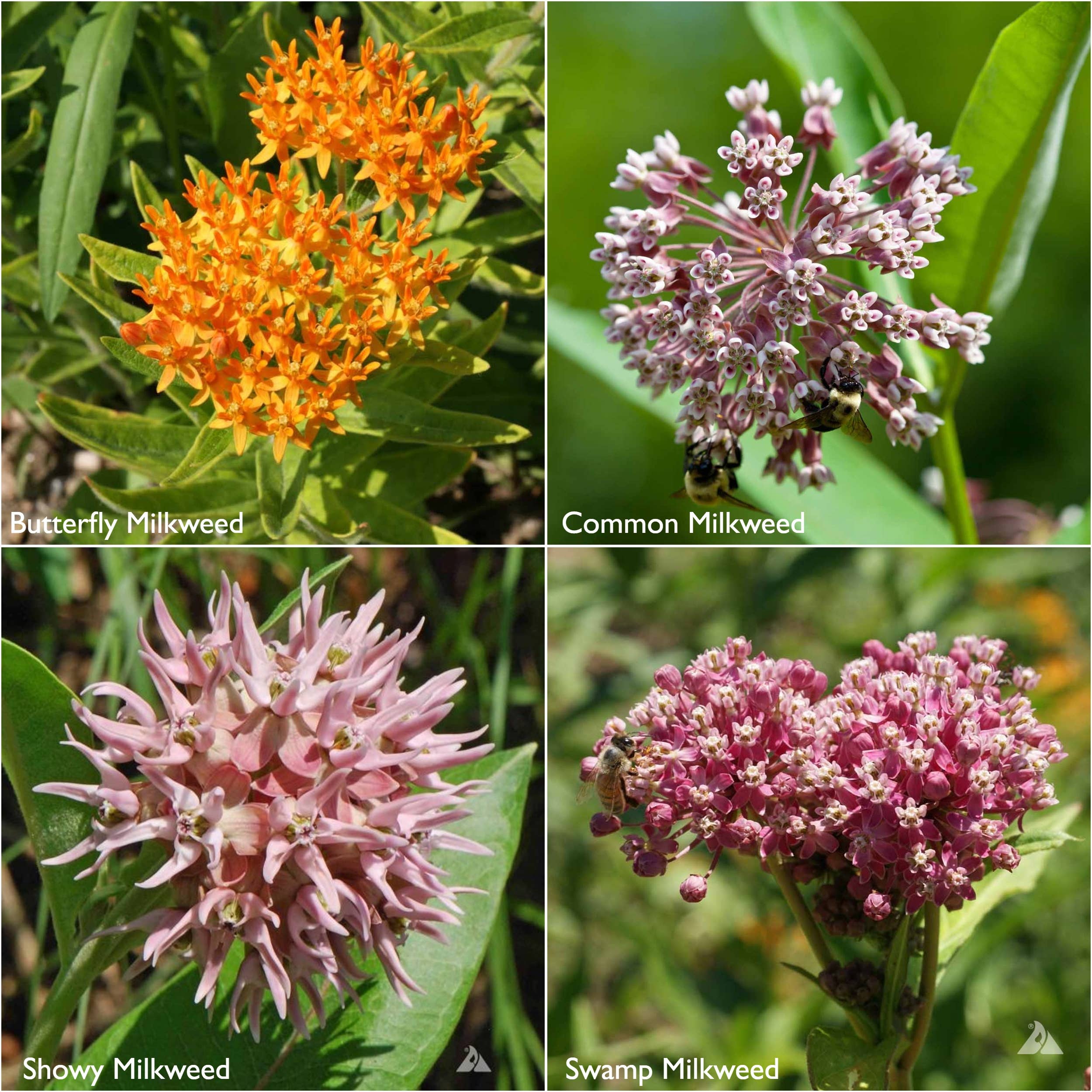 Monarch Milkweed