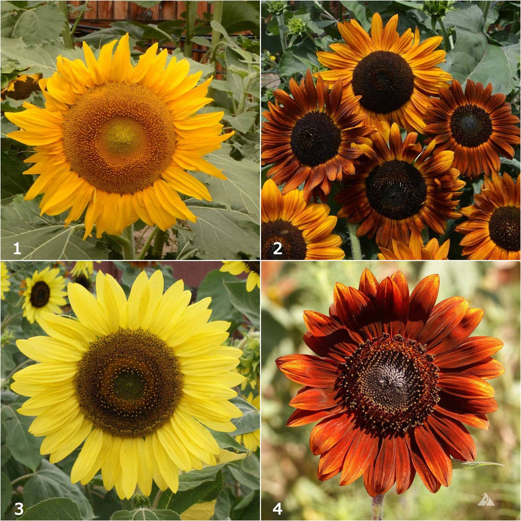 Grow Love Sunflower