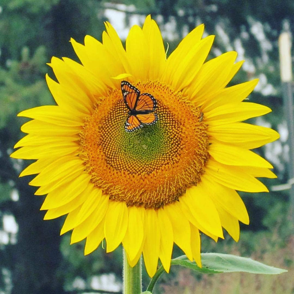Grow Love Sunflower