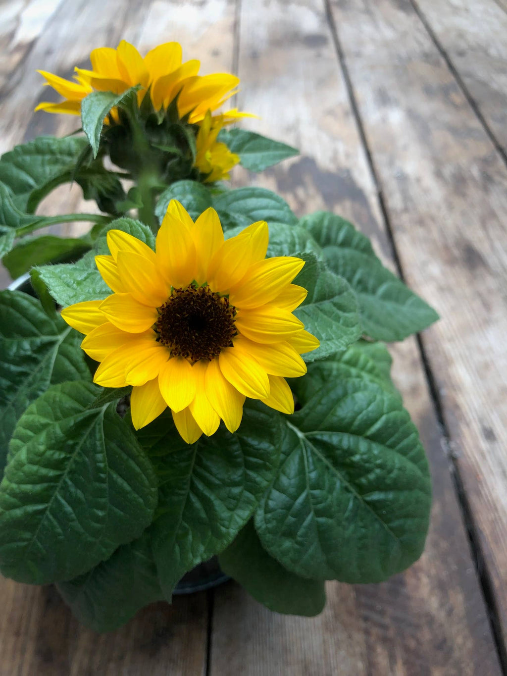 Sunflower Garden in a Bag