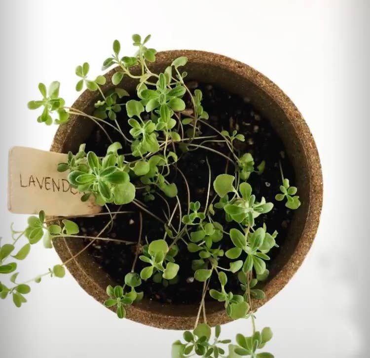 Pocket Garden Herbal Tea