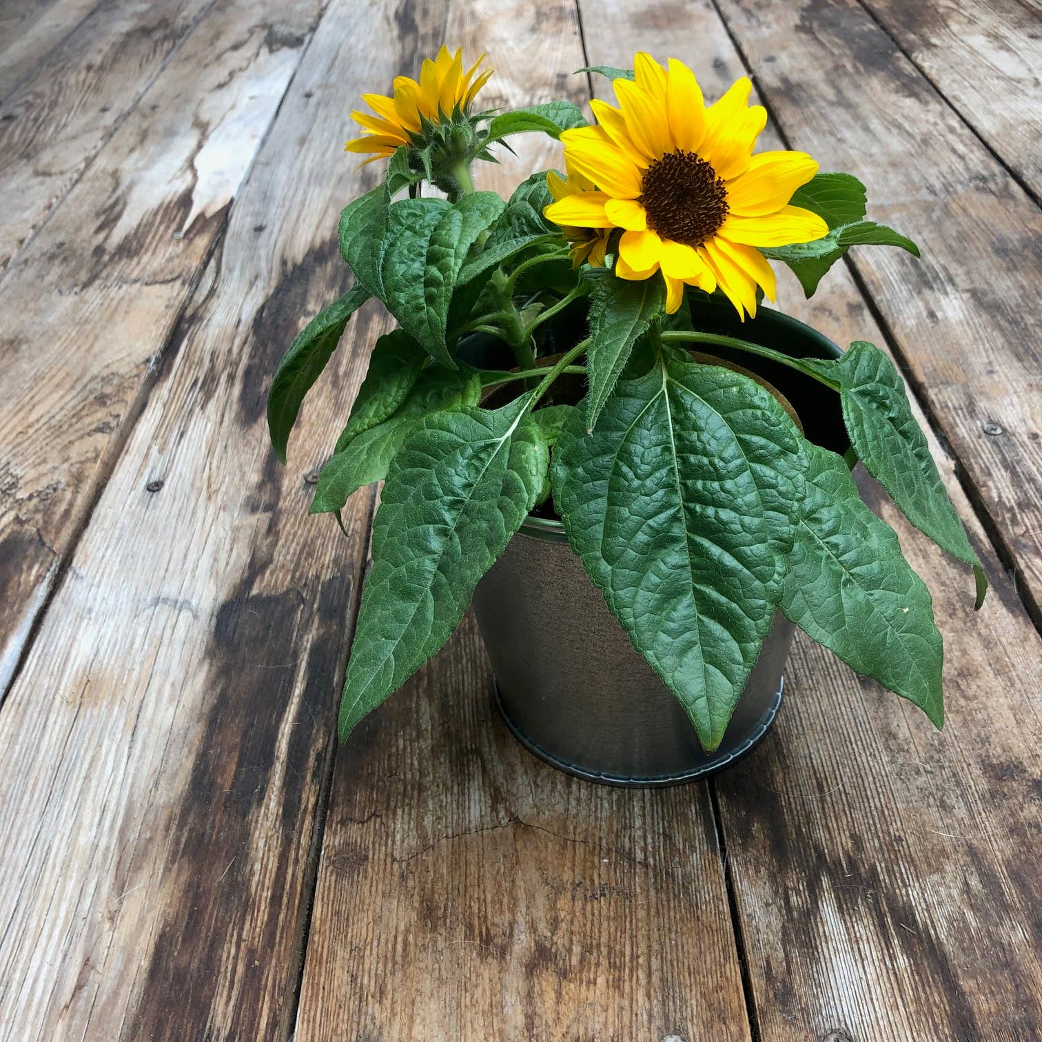 Grow Love Sunflower