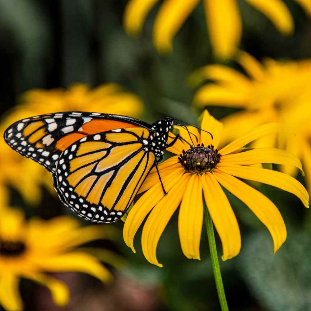 Monarch Milkweed