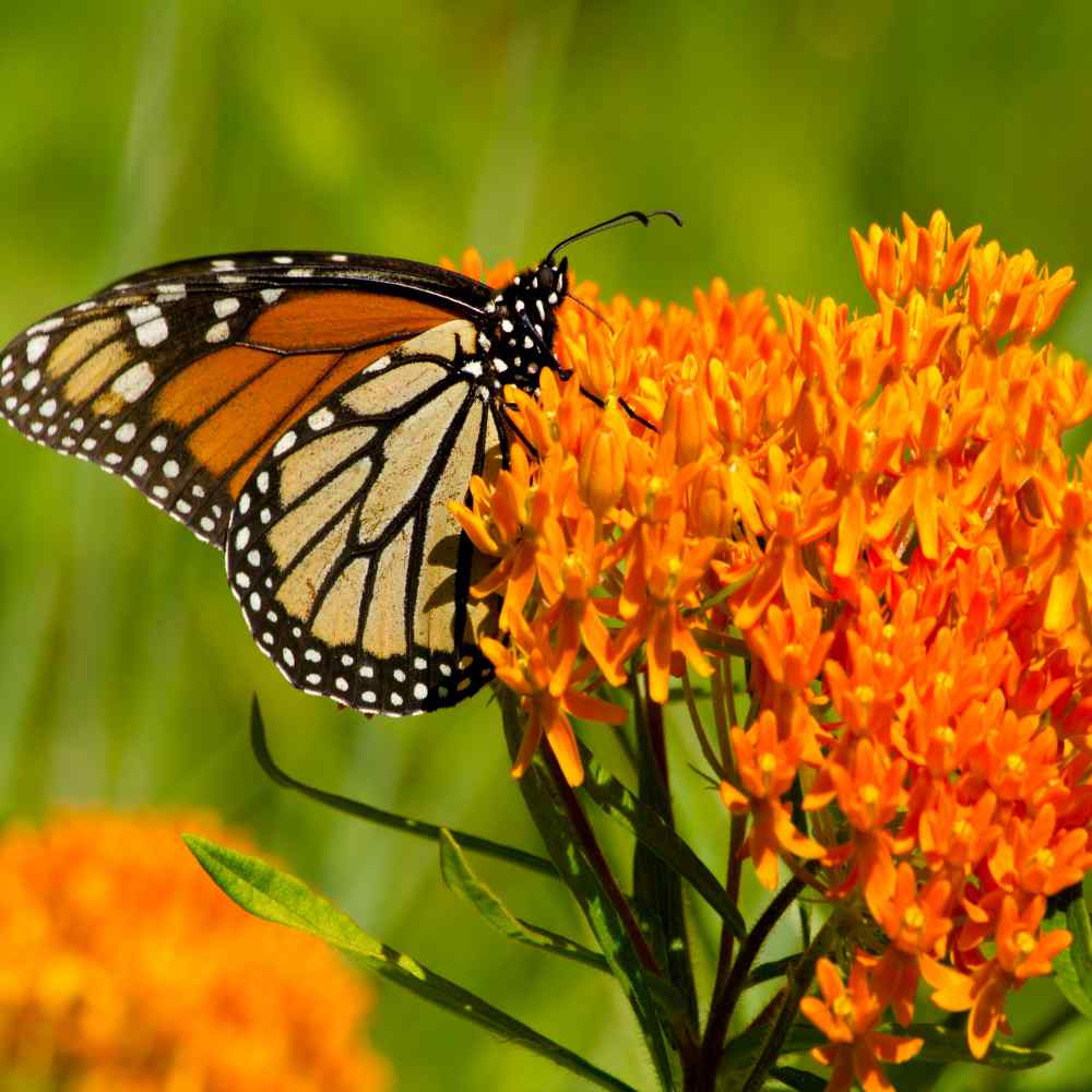 Monarch Milkweed