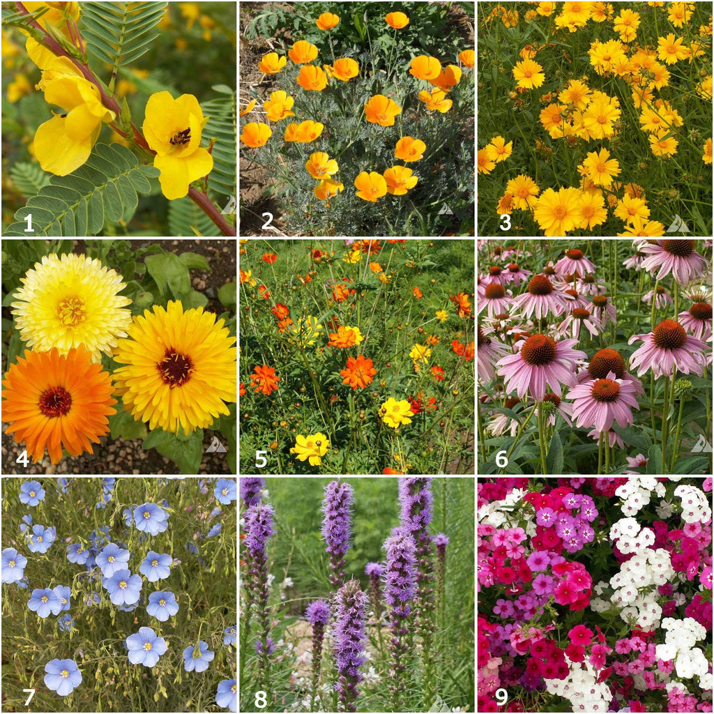Bird Habitat Garden