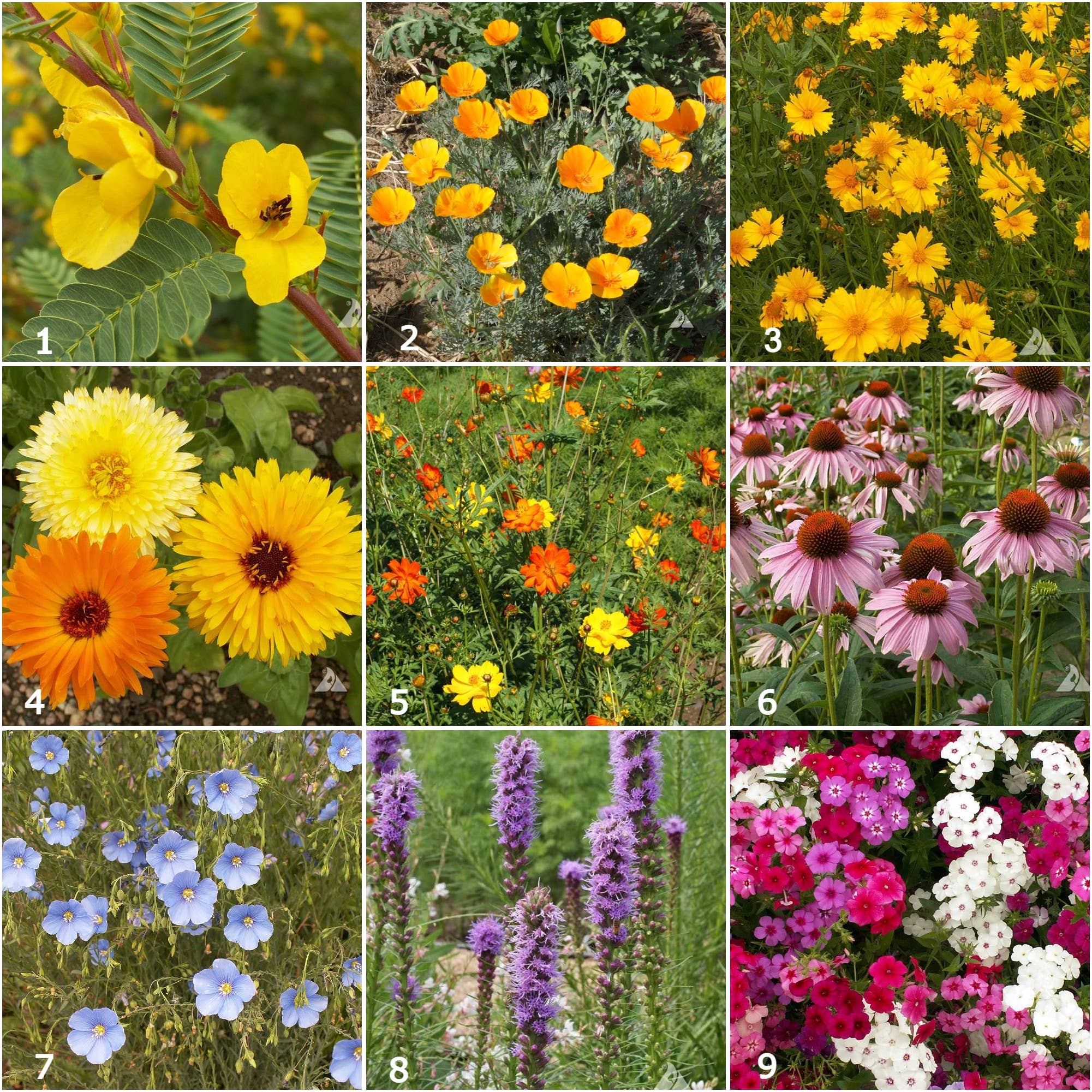 Bird Habitat Garden