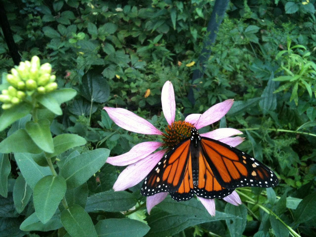 Butterfly Habitat Garden