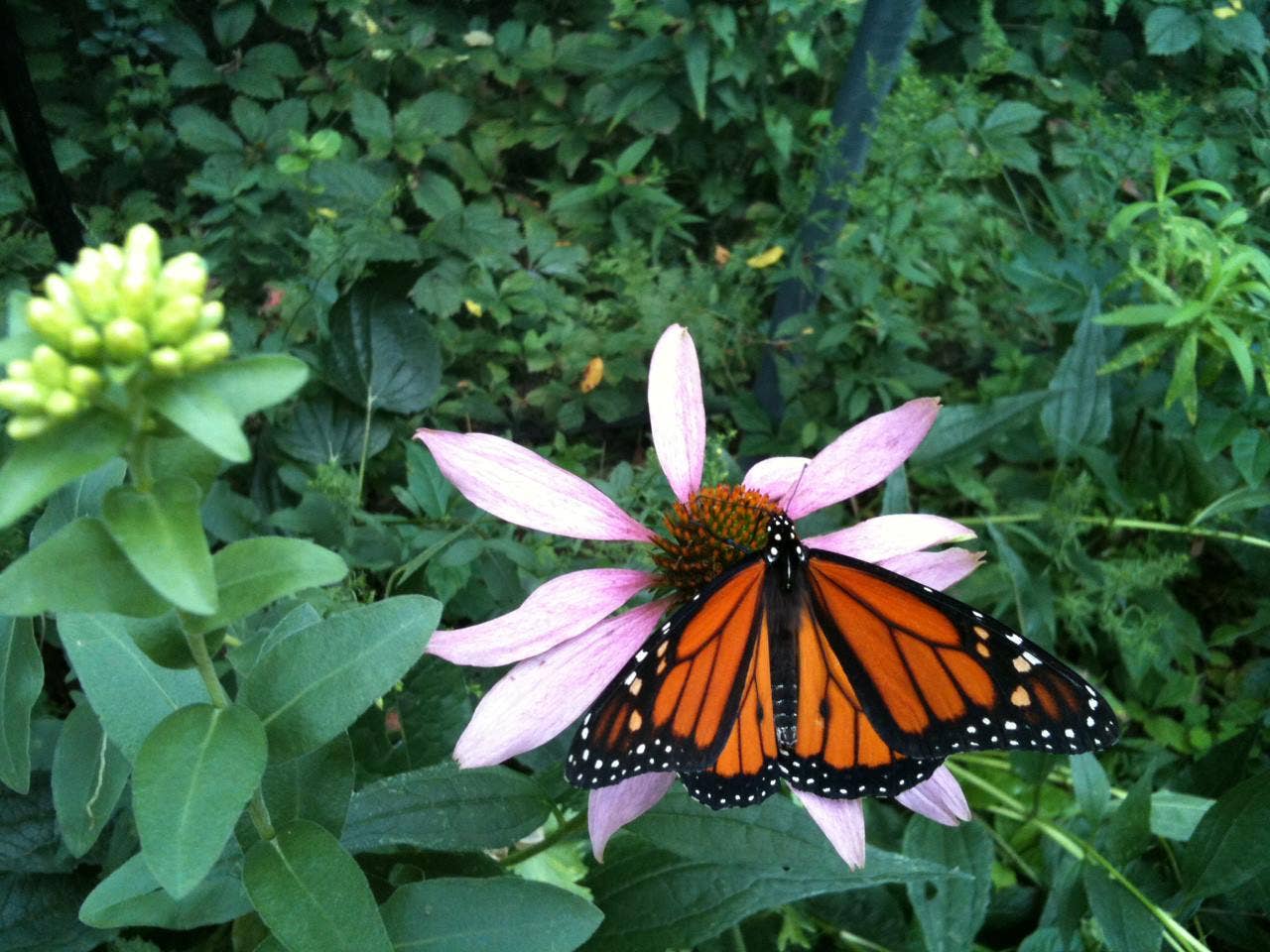 Butterfly Habitat Garden